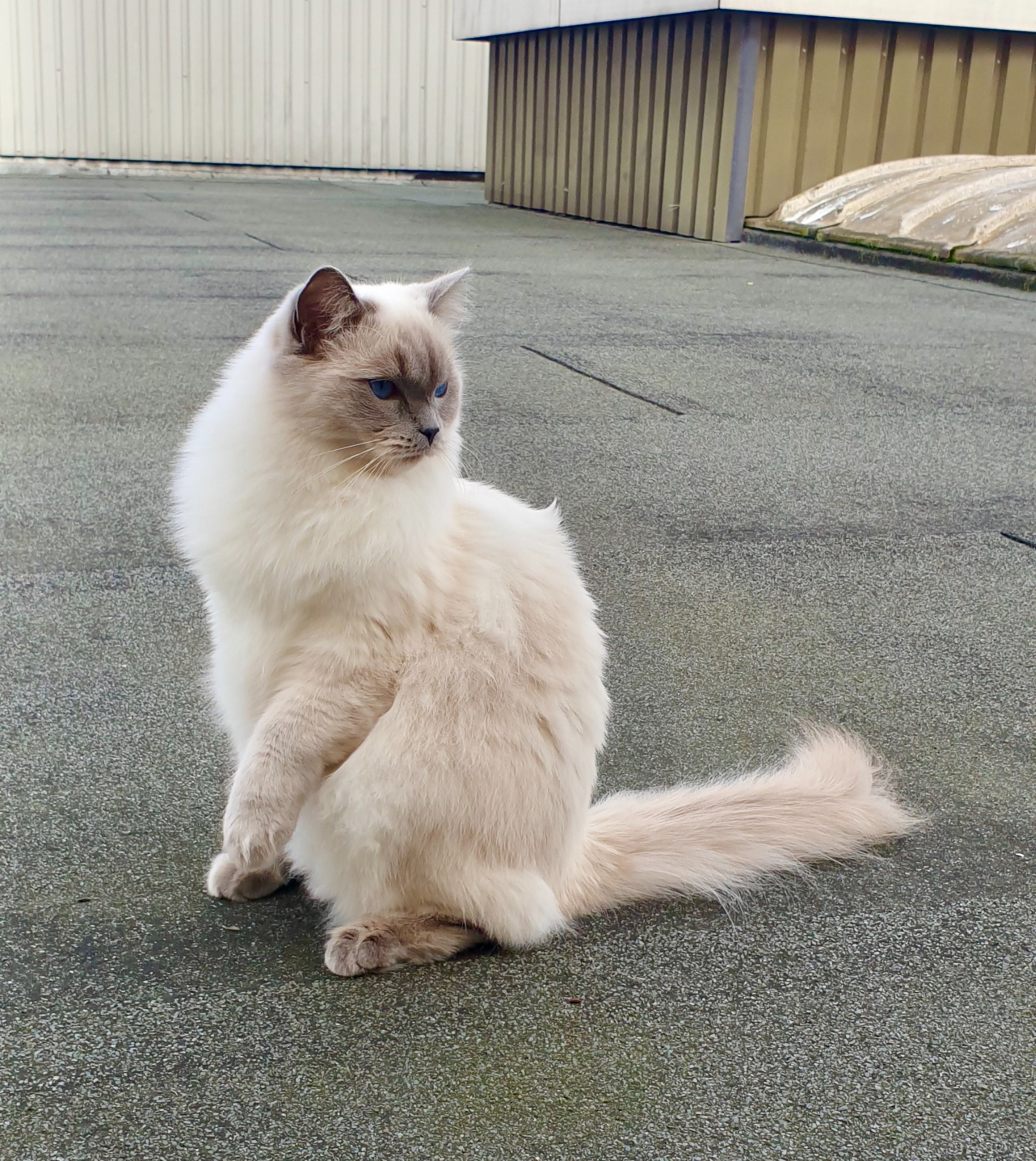 Ik ben Lipsy een rustige blue point castraat jonge dame. Pollie is mijn zus uit hetzelfde nestje. Ik speel en slaap graag in buiten.