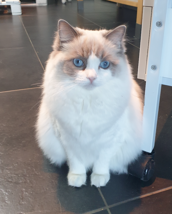 Ik ben Dawn, kitten van Donna. Ik blijf bij mijn moeder wonen. Het is zo moeilijk niet verliefd op mij te worden..